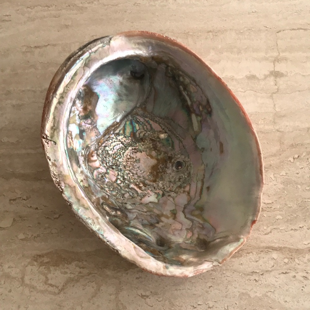 • Large Abalone Shell •